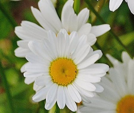 gardener gallery 2